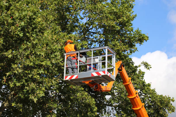 The Steps Involved in Our Tree Care Process in Pion Hills, CA